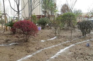 園林綠化施工技術大全