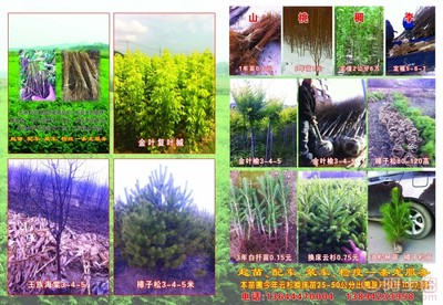 【吉林|園林綠化工程施工組織設計方案】 - 產品庫