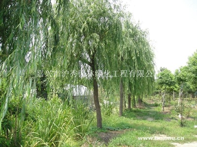 【垂柳供應(yīng)|園林工程的施工及養(yǎng)護(hù);綠化樹木的種植、銷售嘉興市滬秀園林綠化工程商鋪