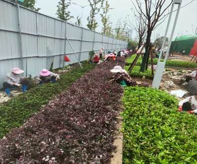 蚌埠屋頂花園 安徽綠派園林工程