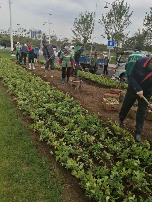 園林中心冒雨施工 加速推進城區綠化工程