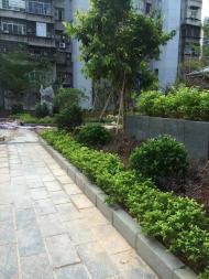 深圳私家花園 大型綠化工程施工 工程苗木年花年桔