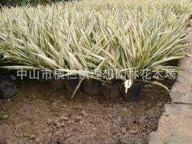 【供應小蚌蘭中山理想園林綠化工廠區(qū)設(shè)計施工種植養(yǎng)護工程】價格,廠家,圖片,灌木,中山市橫欄鎮(zhèn)理想園林花木場-