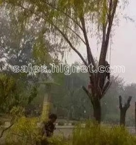 回龍觀移植樹木 回龍觀修剪樹木 砍伐樹木 園林綠化