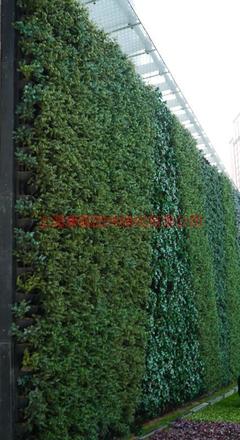 工程養護_工程養護供貨商_供應綠化工程養護-上海立體綠化工程報價-上海植物墻工程施工_工程養護價格_上海康馨園林(晨蘇實業)