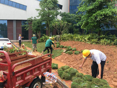 為提高苗木種植成活率,在園林綠化工程施工栽植時應該注意以下幾點: