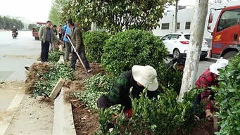 大明宮遺址區(qū)多措并舉,扎實做好增綠項目施工及綠化管護工作