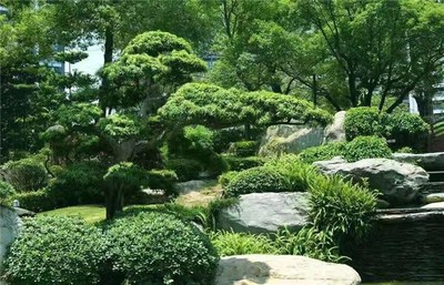 園林綠化工程 金碧園園林綠化 蘇州綠化