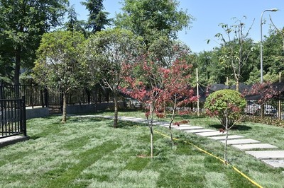 綠樹陰濃夏日長(zhǎng),城墻景觀提升工程又添不少綠!