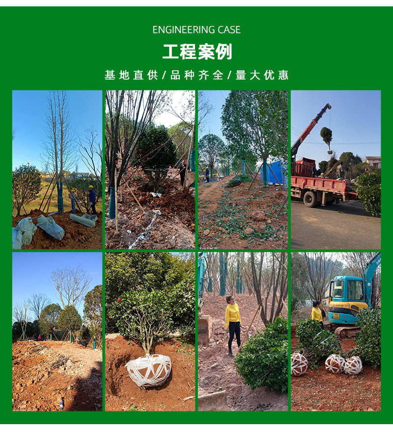 基地供應造型羅漢松別墅庭院風景樹湖南迎客松園林綠化樹景觀樹