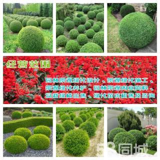 小葉女貞造型盆景樹樁灌木球小區學校廠區別墅酒店工程園林景觀綠化設計施工